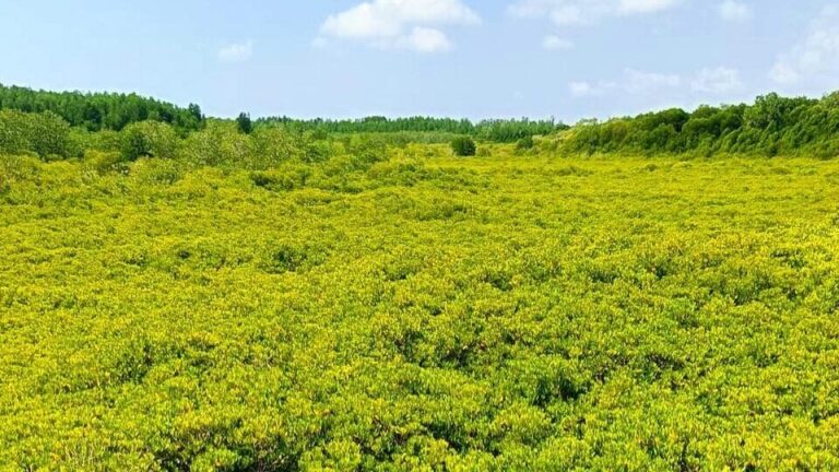 Golden Mangrove Forest